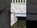 #寒川神社 #鯉と噴水#マイナスイオン#Samukawa Shrine#Carp and fountain#Negative ion