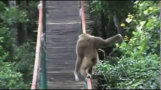 Siam the Gibbon's brilliant Monkeyland bridge tightrope 'dance'