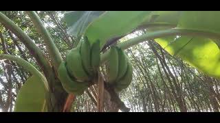 semi wild banana trees