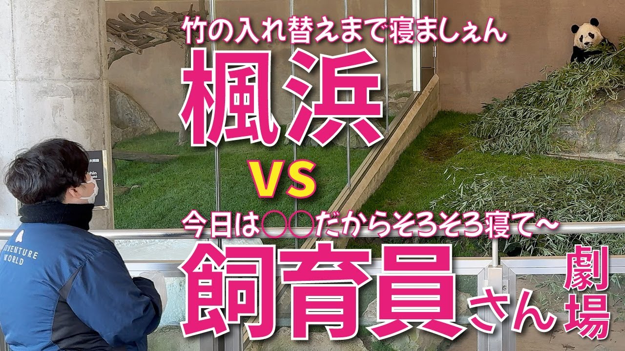 【楓浜（ふうひん）】竹の入替え希望で寝ない楓浜🍁vsある計画の為そろそろ寝てほしい飼育員さん🙂果たして軍配はどちらに？