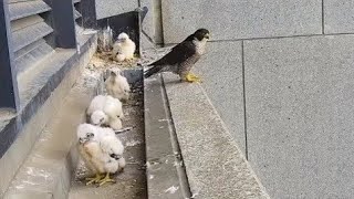 Peregrine Falcon, Wonderful moments with baby Falcon by  Ch 1,399,816 views 4 months ago 38 minutes