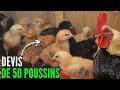 Devis de 50 poulets poussins levage de poulet goliath en afrique  investir en pays 