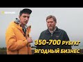 От 350 руб/кг - Как выращивать ягоду в центральной России. "Шуйские Ягоды"