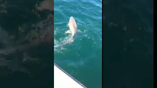 Blue Runner Charters