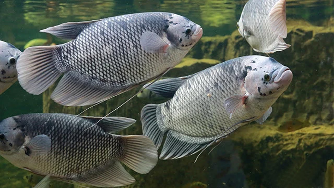 PELUANG USAHA PERIKANAN BUDIDAYA IKAN GURAME , TERBUKTI PANEN LEBIH CEPAT & LEBIH UNTUNG!
