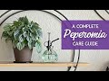 Mastering peperomia care the ultimate guide