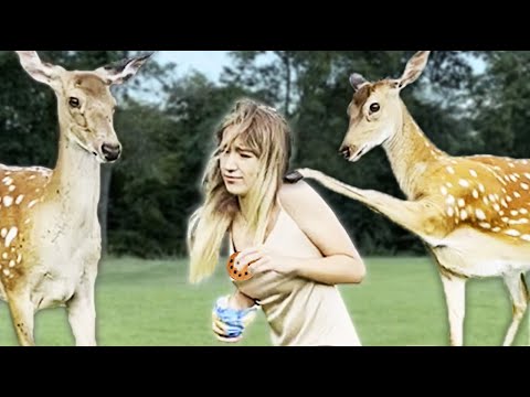 Hungry Deer Kicks Woman For Cookies