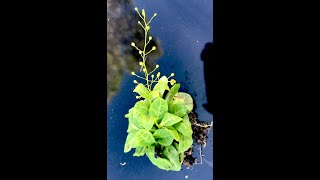 EatTheWeeds: Episode 167: Brookweed.