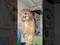 飼い主「扇がせていただきます」フクロウ「結構です」(〇v〇) #shorts