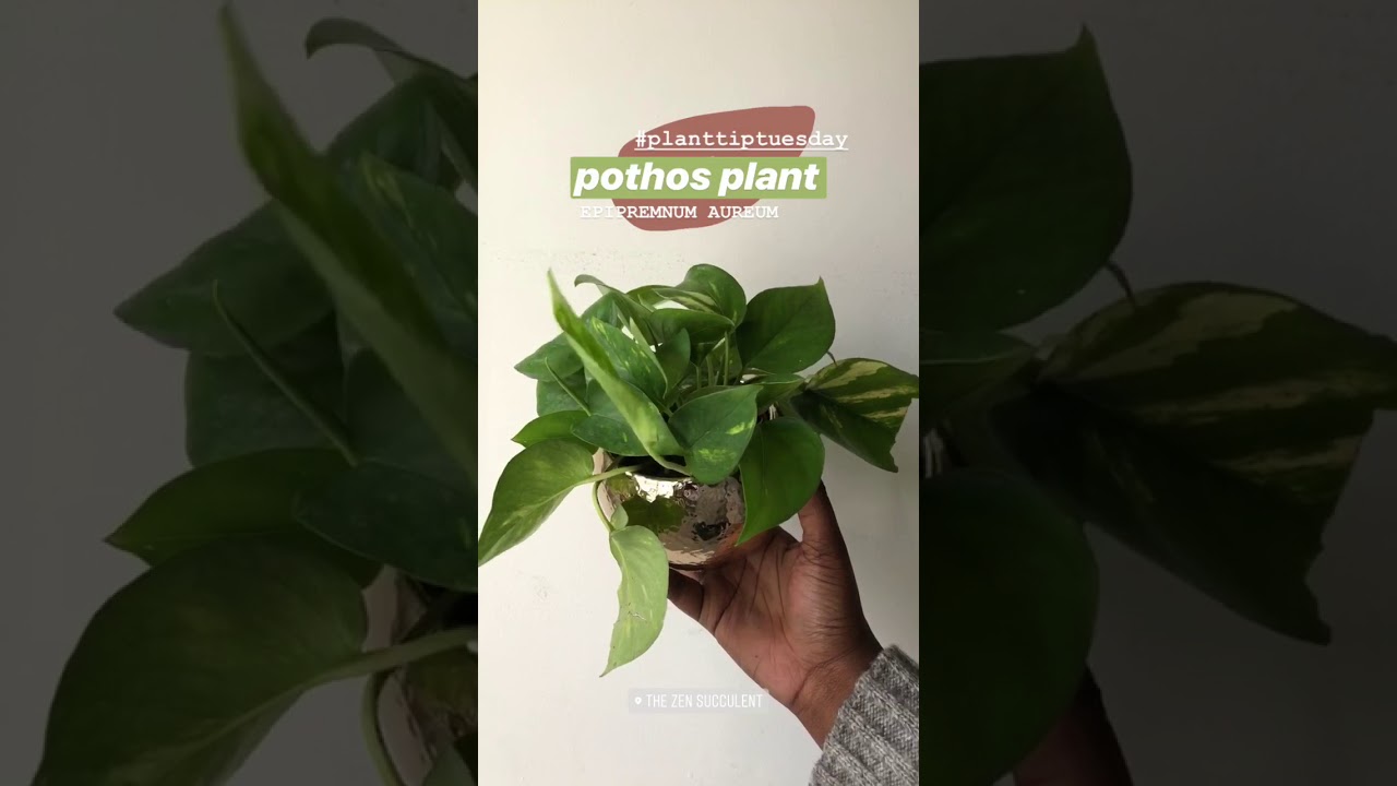 How To Care For A Pothos Plant Indoor Care Tips, Low Light Plant, Easy Care, Vines Beautifully