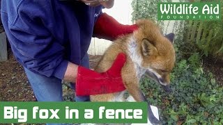 GoPro Fox Rescue - Sad ending