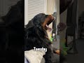 Big Fluffy Dog Tells Owner “Good Morning” Every Day in the Most Dramatic Way Possible