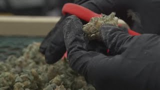 El Paso OKs 'Cite and Release' for marijuana offenses