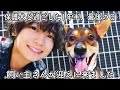 飼い主さんが迎えに来ました。保護犬と過ごした1年半、最後の日