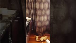 Bread Thief #repost #shortvideos #cute #adorable #youtubeshorts #shorts #amazing #fennec #animals