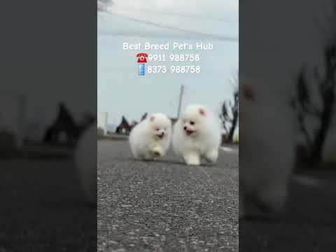 Toy Pom Puppy
