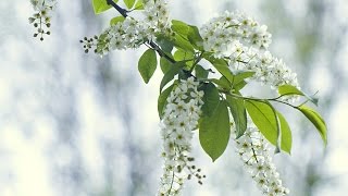Kvitka (Kvitaslawa) Cisyk Kacey/Квітка Цісик ~ Cheremshyna (Bird-cherry tree)/Черемшина