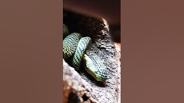 Ornate Flying Snake Eats Bird - Chrysopelea ornata swallowing quail chick!