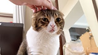 朝から飼い主と布団でいちゃつく猫※セクシーあり