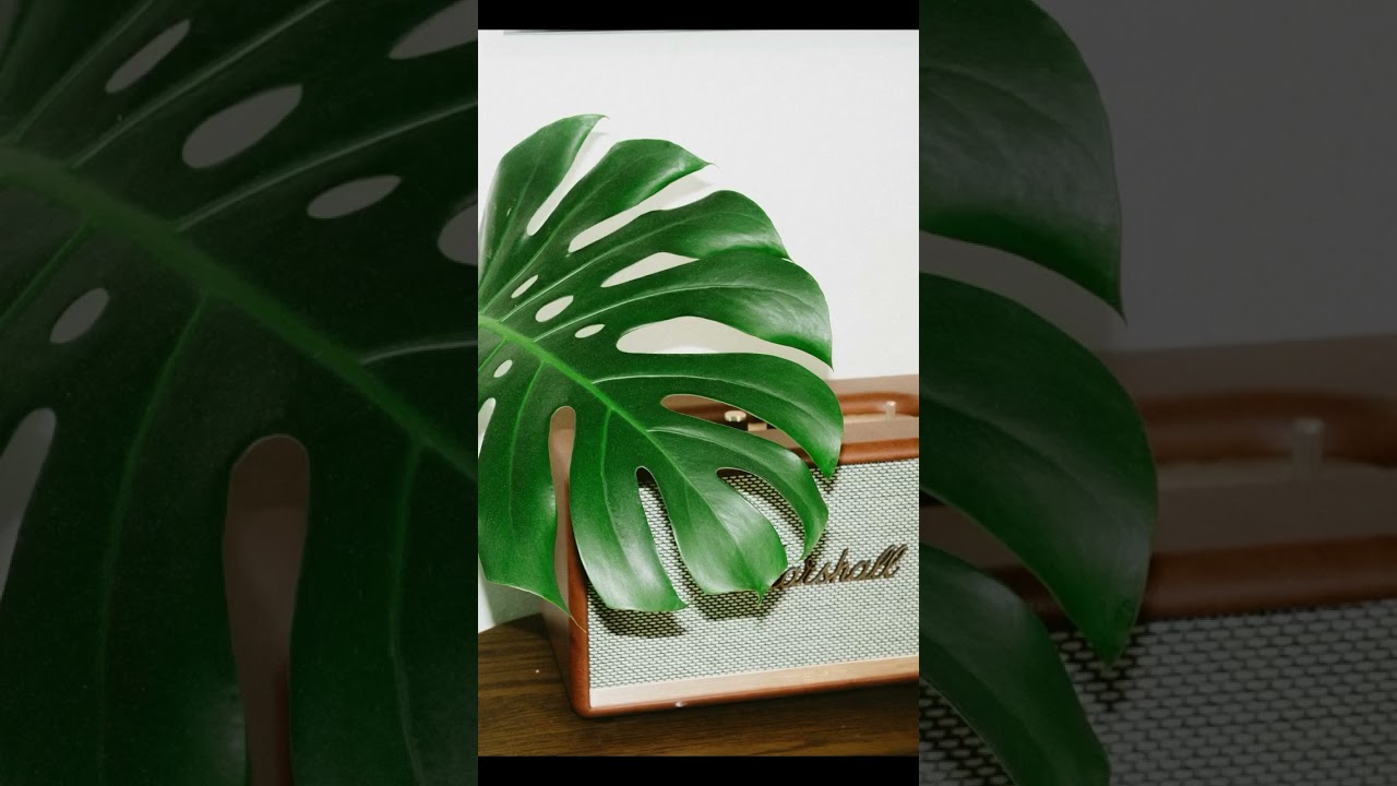 Testing out this tiny flash with my Ricoh GRIIIX  *Surprisingly powerful❗