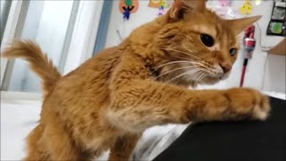 １歳児とお昼寝してたら茶色猫が乱入してきた