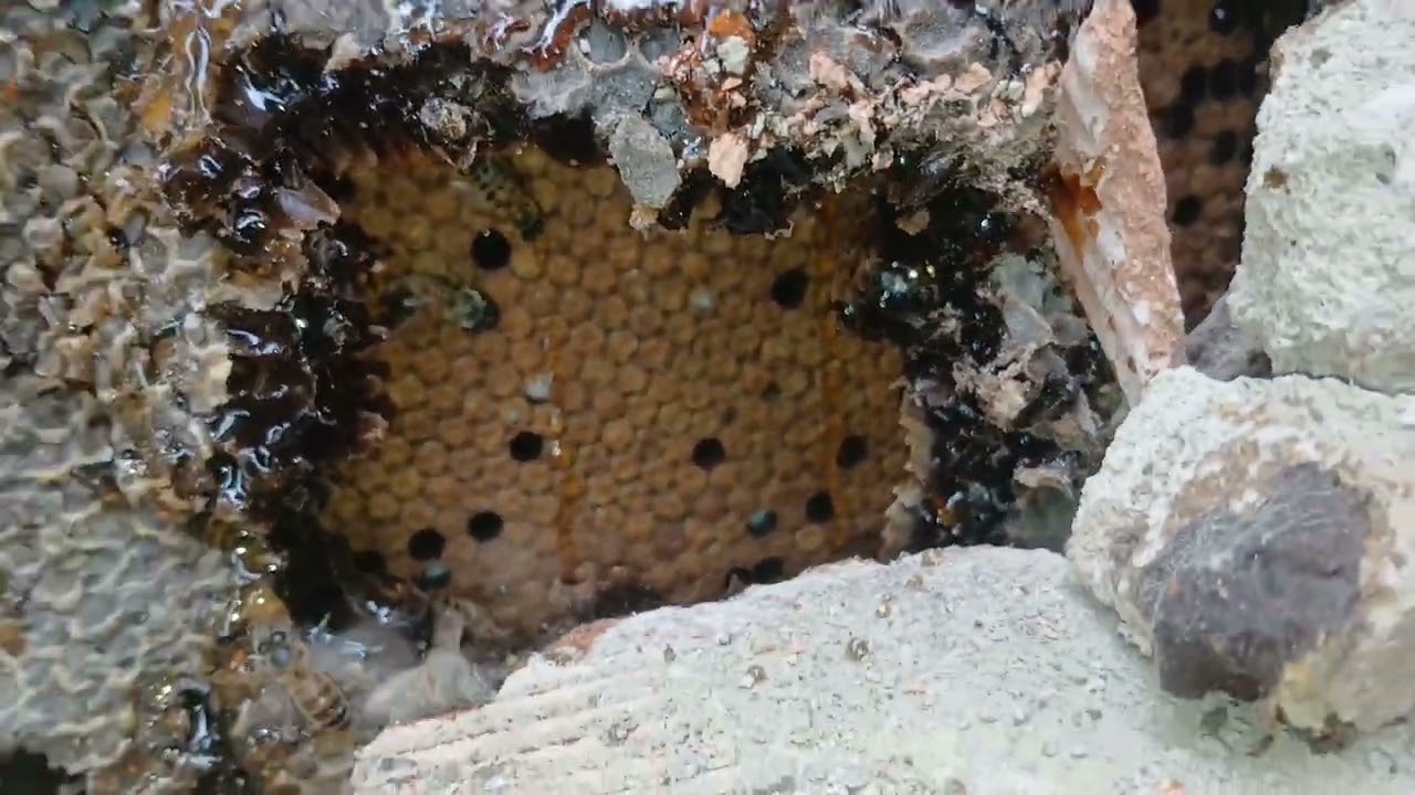 RETIREI UM ENXAME GIGANTE DE DENTRO DA PAREDE EM SÃO GONÇALO! (Resgate Técnico)