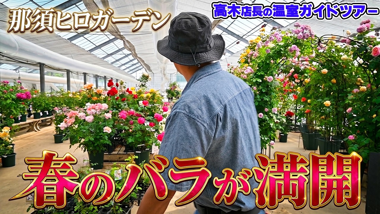 ヤバｯ! 販売数がハンパないｯ!【バラ専門店】に