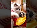 Cat Barber Shop 😂🐱 | Cutest Haircut Ever ✂️🔥 #Shorts #aishorts #cat
