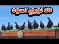 شو قصة القطعة الجديدة 20 نوري اسود 