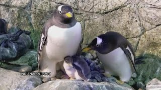 Same-sex Penguin Caring For Chick At Indianapolis Zoo Same-sex Penguin Caring For Chick At Indianapolis Zoo