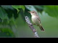 Голоса птиц как поёт Камышовка болотная Acrocephalus palustris