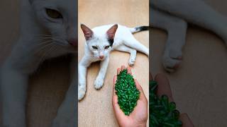 Satisfying Cat ASMR 🌈 Beads Reverse Magic#shorts #cat #asmr #beads #satisfying