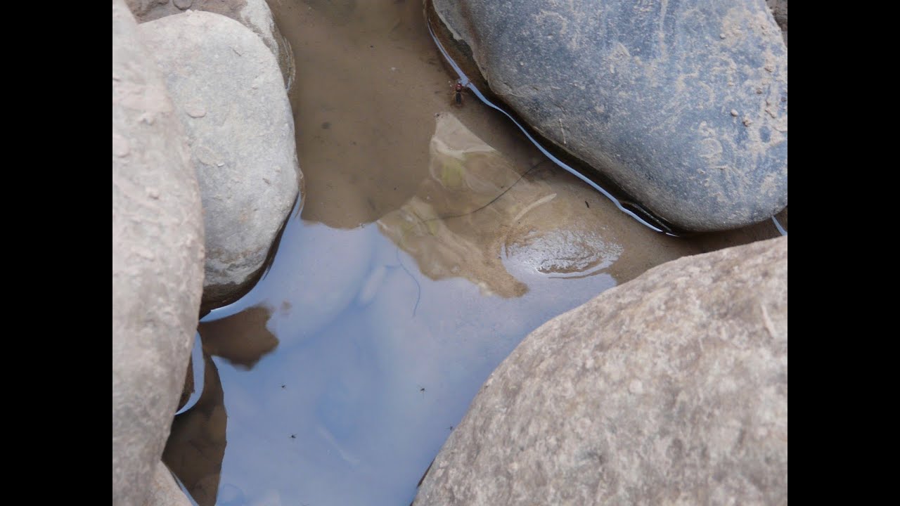 Horsehair Nematomorpha Gordian Worm at Zions National Park YouTube