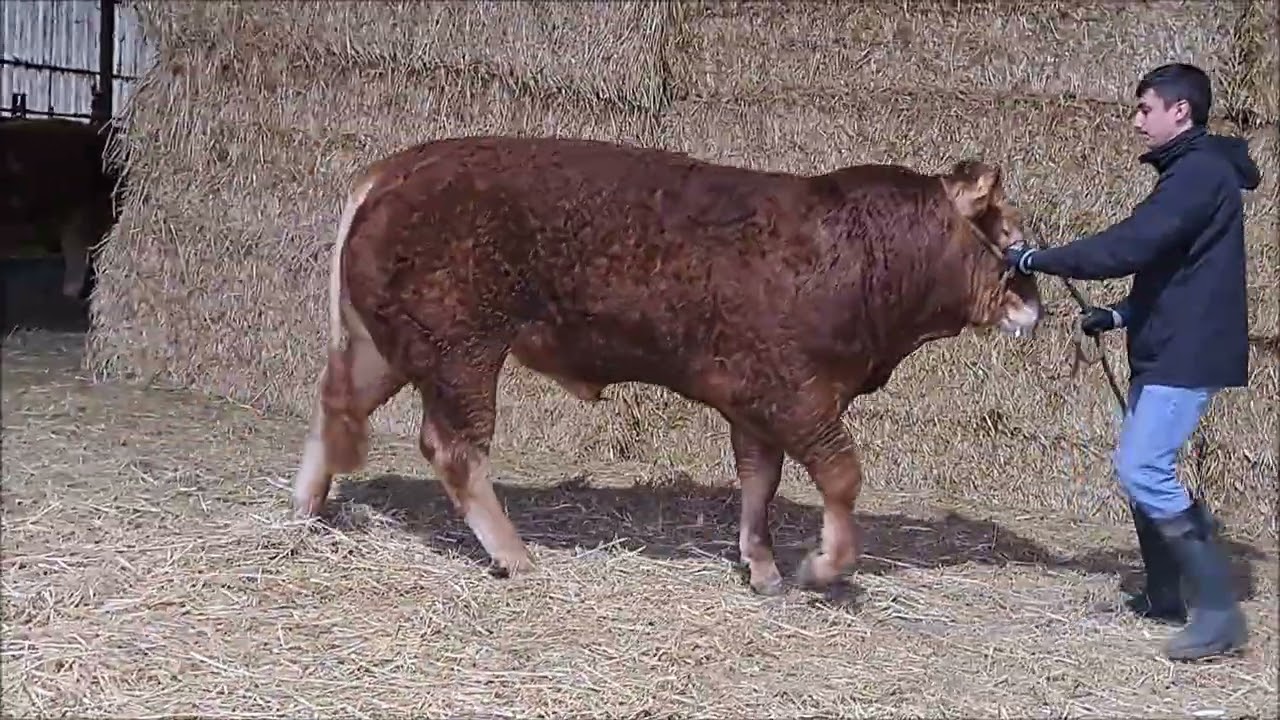 Gaec Jenty   7305   lot 28