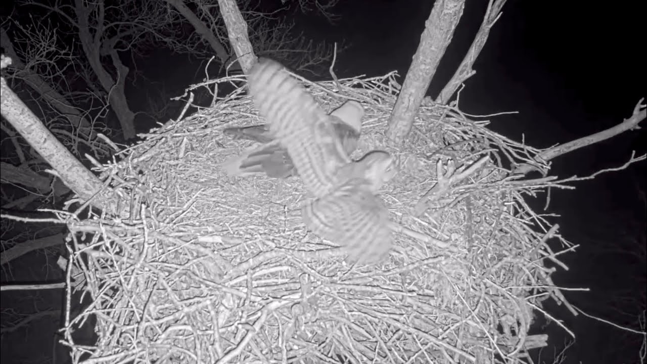 Kansas Eagles 2-23-26.  Owl Lands on the Nest with Ellie; She Flushes it; Owl Strikes Harvey!