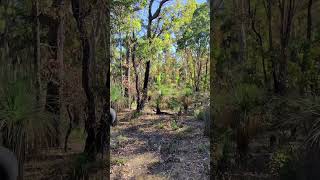 Yowie - Power Tree Knocks 😳