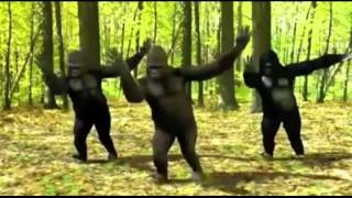 DANCING GORILLAS 5 HOURS