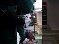 الشكينيبة 