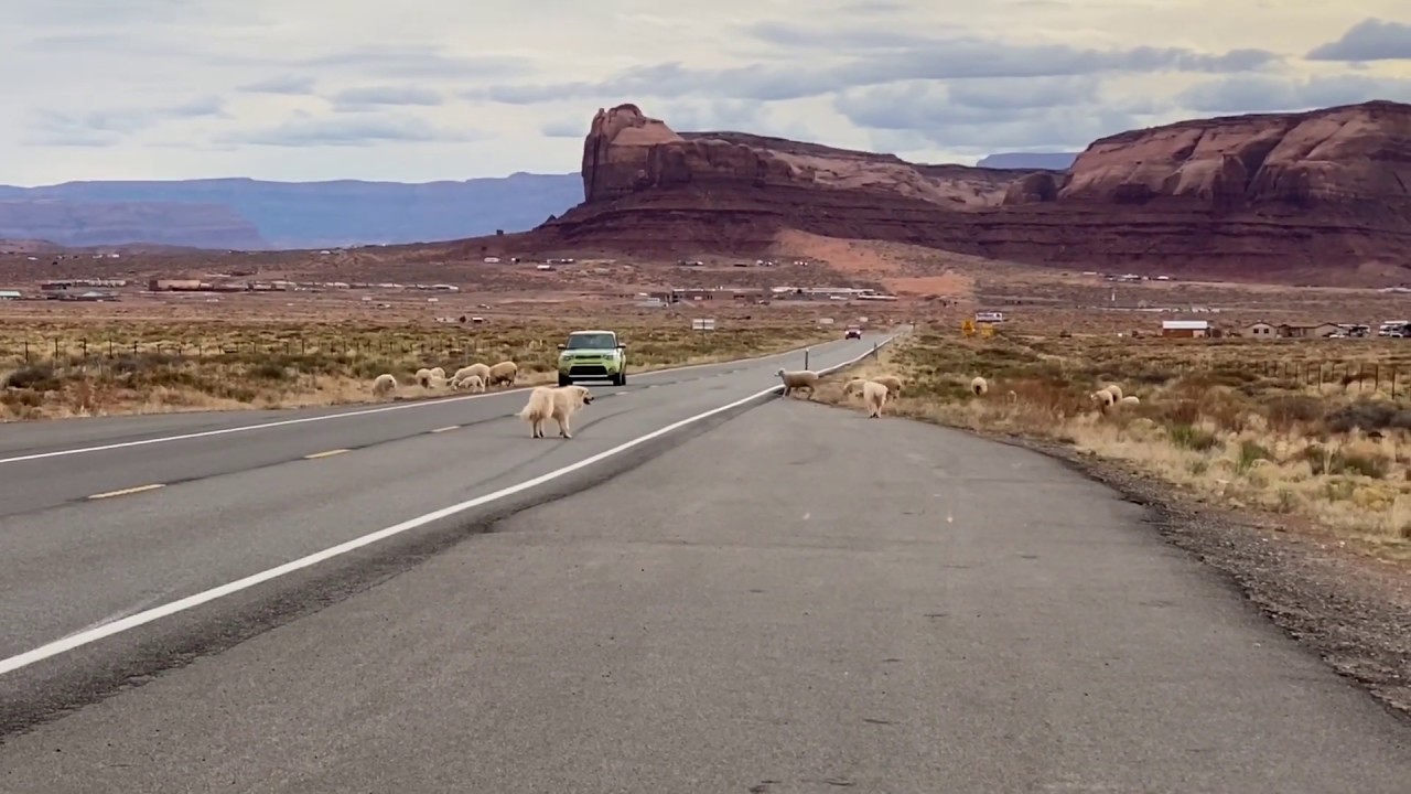 Monument Valley | Sheep Dogs and their Flock