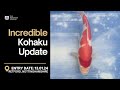 Amazing update on the nnd kohaku  the nishikigoi journal  ep027