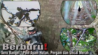 On the prowl‼️hunting junglefowl, imperial pigeon and spotted dove🎯💯