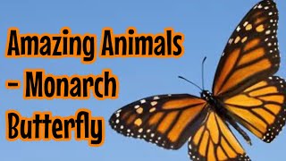 Amazing Animals- Monarch Butterfly