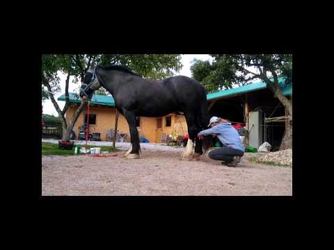 Video: Absces - Koně - Léčba Abscesů