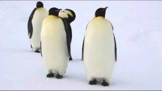 Penguins.wmv