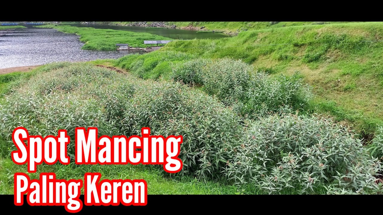 YUUK MANCING DI TELAGA MENJER‼️INI DIA SPOT MANCING DENGAN PEMANDANGAN PALING KEREN