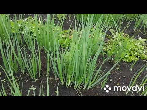 Лук Батун Лонг Токио Купить В Саратове