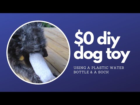 17 DIY dog toys you can make from items in your house 