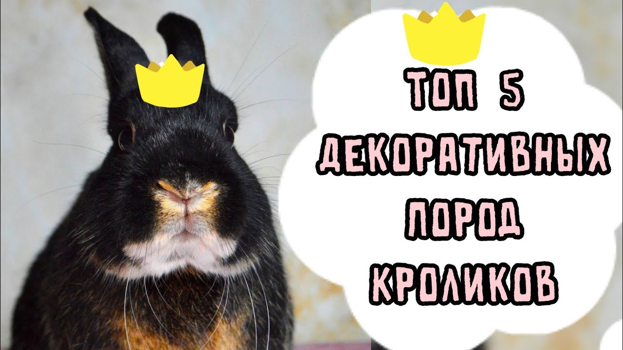 ТОП 5 ПОРОД ДЕКОРАТИВНЫХ КРОЛИКОВ | САМЫЕ ПОПУЛЯРНЫЕ ПОРОДЫ ДЕКОРАТИВНЫХ КРОЛИКОВ