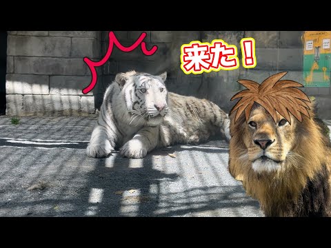 ライオンが急接近❗️コタくんのこの顔🤭 5月11日 東武動物公園
