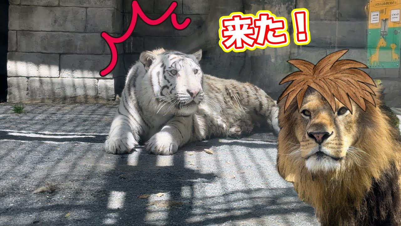 ライオンが急接近❗️コタくんのこの顔🤭 5月11日 東武動物公園